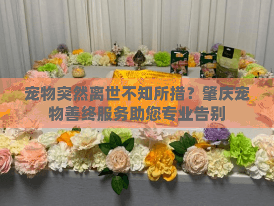 宠物突然离世不知所措？肇庆宠物善终服务助您专业告别