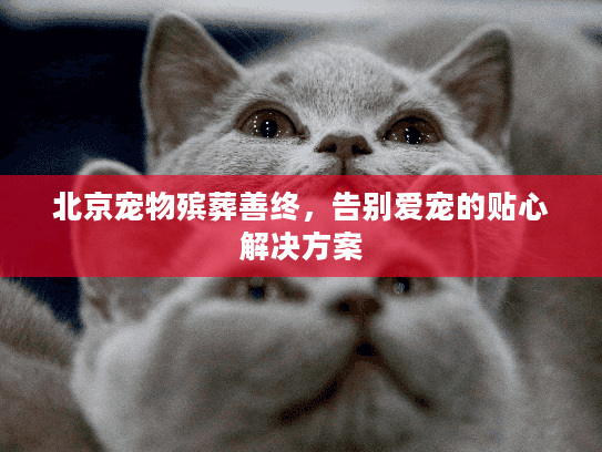北京宠物殡葬善终，告别爱宠的贴心解决方案