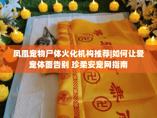 凤凰宠物尸体火化机构推荐|如何让爱宠体面告别 珍柔安宠网指南