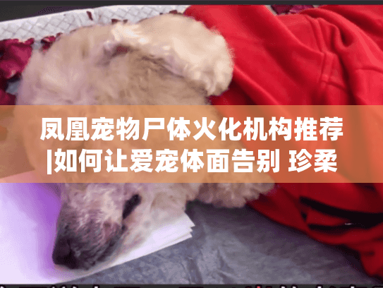 凤凰宠物尸体火化机构推荐|如何让爱宠体面告别 珍柔安宠网指南