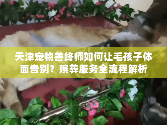 天津宠物善终师如何让毛孩子体面告别？殡葬服务全流程解析