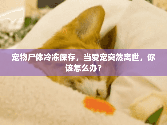 宠物尸体冷冻保存，当爱宠突然离世，你该怎么办？