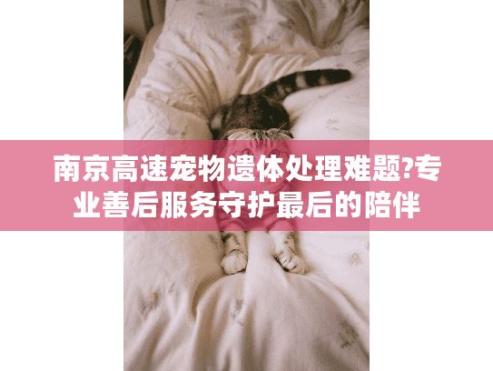 南京高速宠物遗体处理难题?专业善后服务守护最后的陪伴
