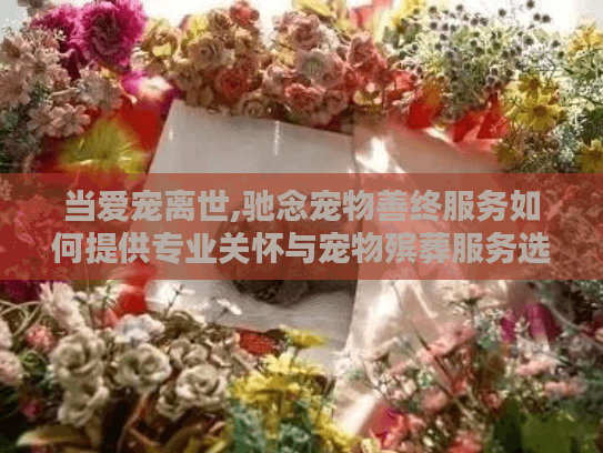 当爱宠离世,驰念宠物善终服务如何提供专业关怀与宠物殡葬服务选择？