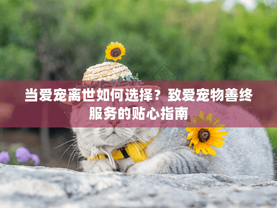 当爱宠离世如何选择？致爱宠物善终服务的贴心指南