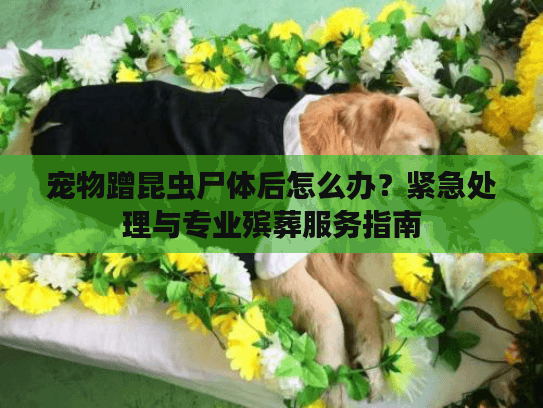 宠物蹭昆虫尸体后怎么办？紧急处理与专业殡葬服务指南