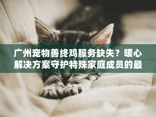 广州宠物善终鸡服务缺失？暖心解决方案守护特殊家庭成员的最后尊严