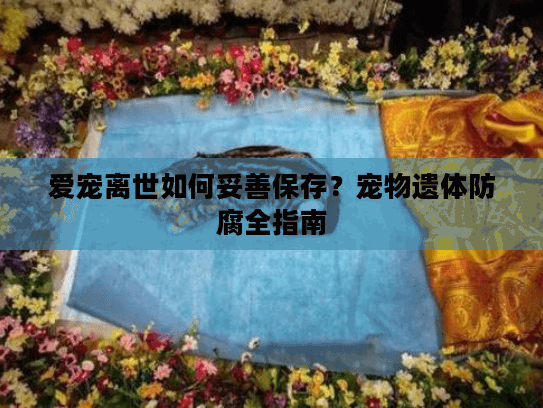 爱宠离世如何妥善保存？宠物遗体防腐全指南