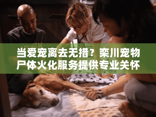 当爱宠离去无措？栾川宠物尸体火化服务提供专业关怀