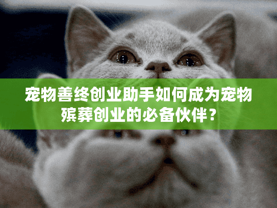 宠物善终创业助手如何成为宠物殡葬创业的必备伙伴？