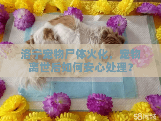 洛宁宠物尸体火化，宠物离世后如何安心处理？