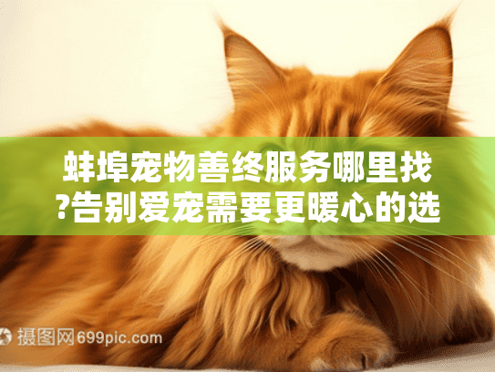 蚌埠宠物善终服务哪里找?告别爱宠需要更暖心的选择