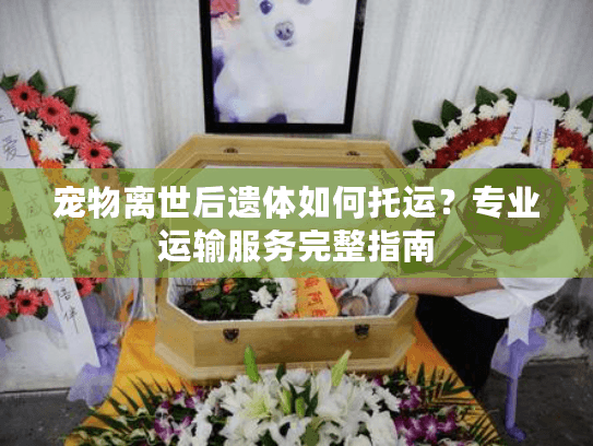 宠物离世后遗体如何托运?专业运输服务完整指南 宠物离世后遗体如何托运?专业运输服务完整指南