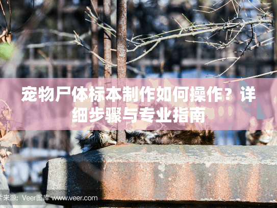 宠物尸体标本制作如何操作?详细步骤与专业指南 宠物尸体标本制作如何操作?详细步骤与专业指南