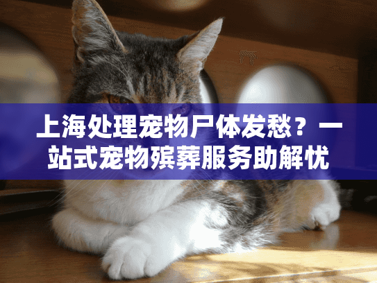 上海处理宠物尸体发愁？一站式宠物殡葬服务助解忧