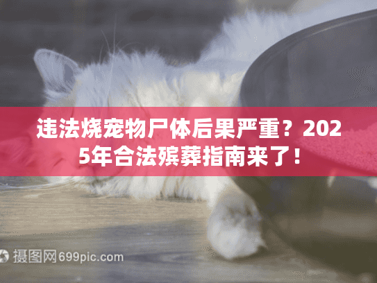 违法烧宠物尸体后果严重？2025年合法殡葬指南来了！