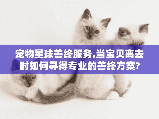 宠物星球善终服务,当宝贝离去时如何寻得专业的善终方案?
