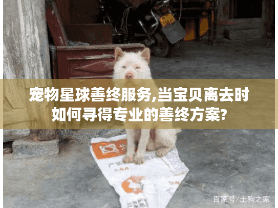 宠物星球善终服务,当宝贝离去时如何寻得专业的善终方案?