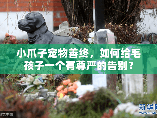 小爪子宠物善终，如何给毛孩子一个有尊严的告别？