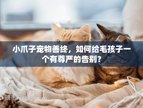 小爪子宠物善终，如何给毛孩子一个有尊严的告别？