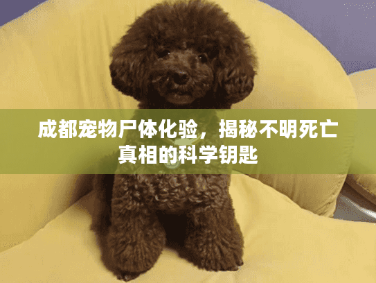 成都宠物尸体化验，揭秘不明死亡真相的科学钥匙