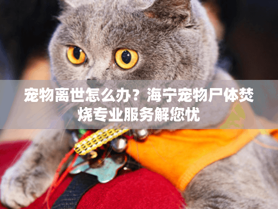 宠物离世怎么办？海宁宠物尸体焚烧专业服务解您忧