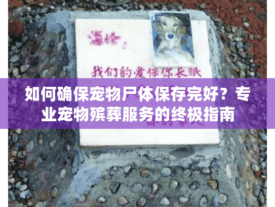 如何确保宠物尸体保存完好？专业宠物殡葬服务的终极指南