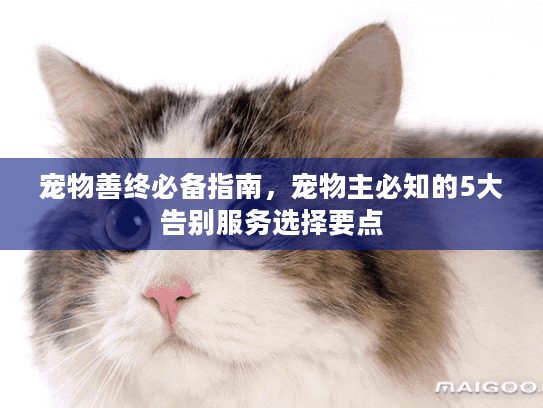 宠物善终必备指南，宠物主必知的5大告别服务选择要点