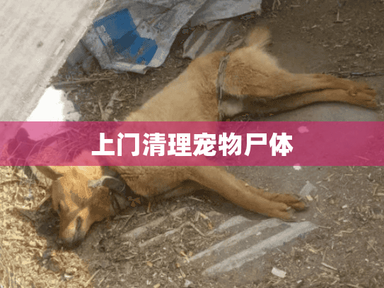 上门清理宠物尸体