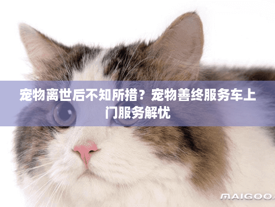宠物离世后不知所措？宠物善终服务车上门服务解忧