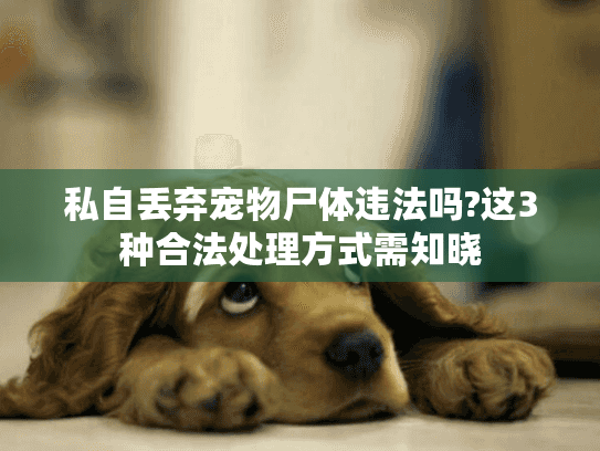 私自丢弃宠物尸体违法吗?这3种合法处理方式需知晓