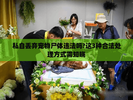 私自丢弃宠物尸体违法吗?这3种合法处理方式需知晓