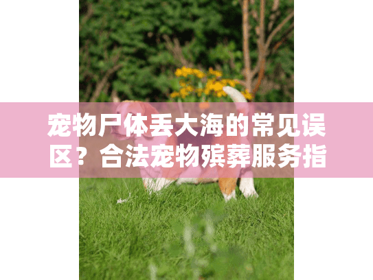 宠物尸体丢大海的常见误区？合法宠物殡葬服务指南