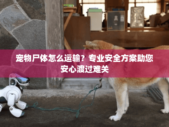 宠物尸体怎么运输？专业安全方案助您安心渡过难关