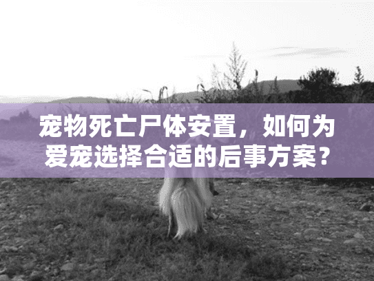 宠物死亡尸体安置，如何为爱宠选择合适的后事方案？