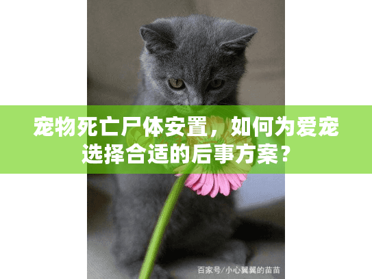 宠物死亡尸体安置，如何为爱宠选择合适的后事方案？