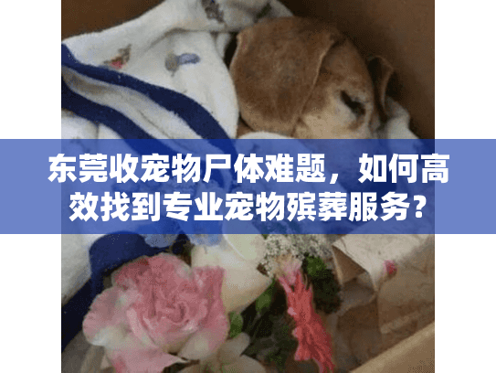 东莞收宠物尸体难题，如何高效找到专业宠物殡葬服务？