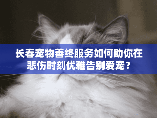 长春宠物善终服务如何助你在悲伤时刻优雅告别爱宠？