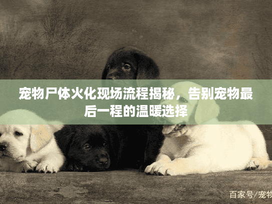 宠物尸体火化现场流程揭秘，告别宠物最后一程的温暖选择