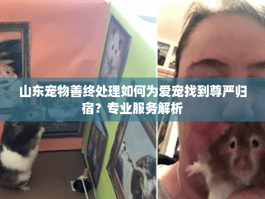 山东宠物善终处理如何为爱宠找到尊严归宿？专业服务解析