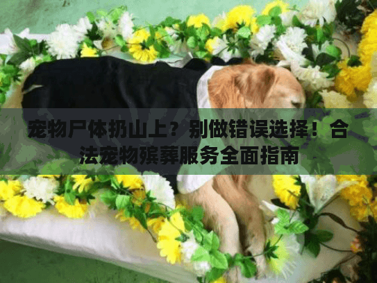宠物尸体扔山上？别做错误选择！合法宠物殡葬服务全面指南