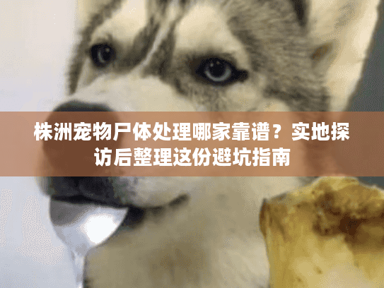 株洲宠物尸体处理哪家靠谱？实地探访后整理这份避坑指南