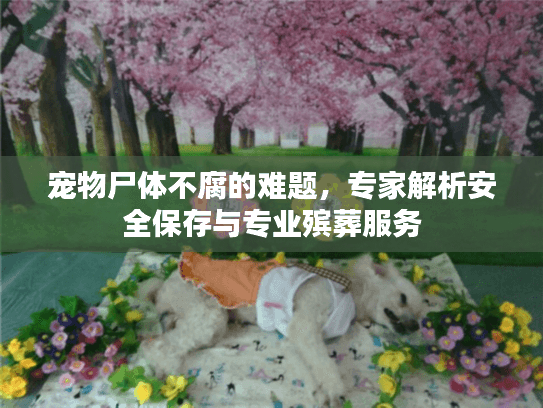 宠物尸体不腐的难题，专家解析安全保存与专业殡葬服务