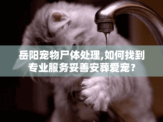 岳阳宠物尸体处理,如何找到专业服务妥善安葬爱宠？