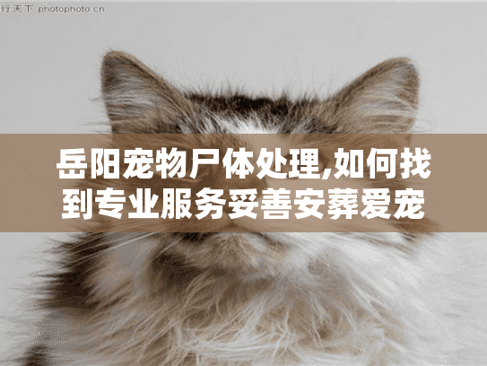 岳阳宠物尸体处理,如何找到专业服务妥善安葬爱宠？
