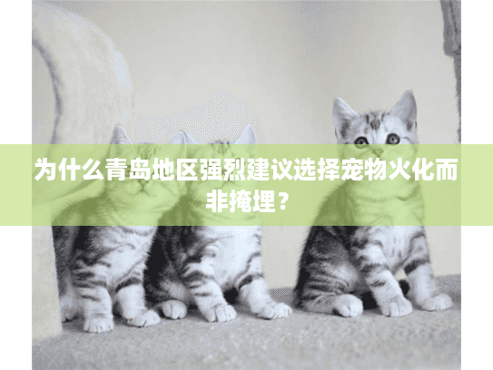 为什么青岛地区强烈建议选择宠物火化而非掩埋？