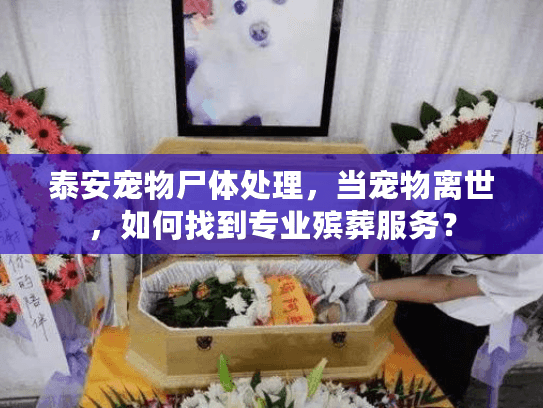 泰安宠物尸体处理，当宠物离世，如何找到专业殡葬服务？