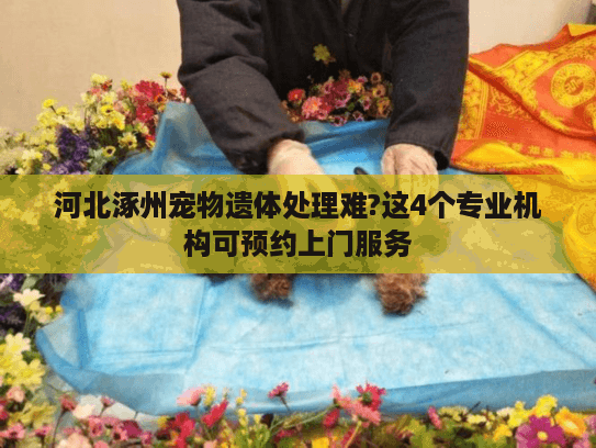 河北涿州宠物遗体处理难?这4个专业机构可预约上门服务