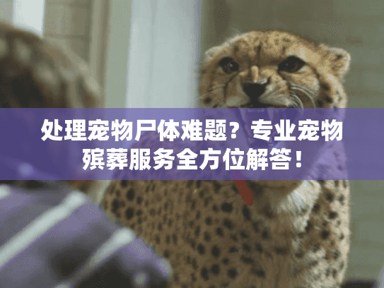 处理宠物尸体难题？专业宠物殡葬服务全方位解答！
