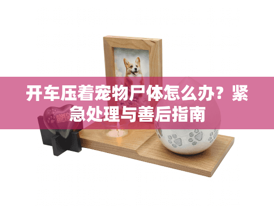 开车压着宠物尸体怎么办？紧急处理与善后指南